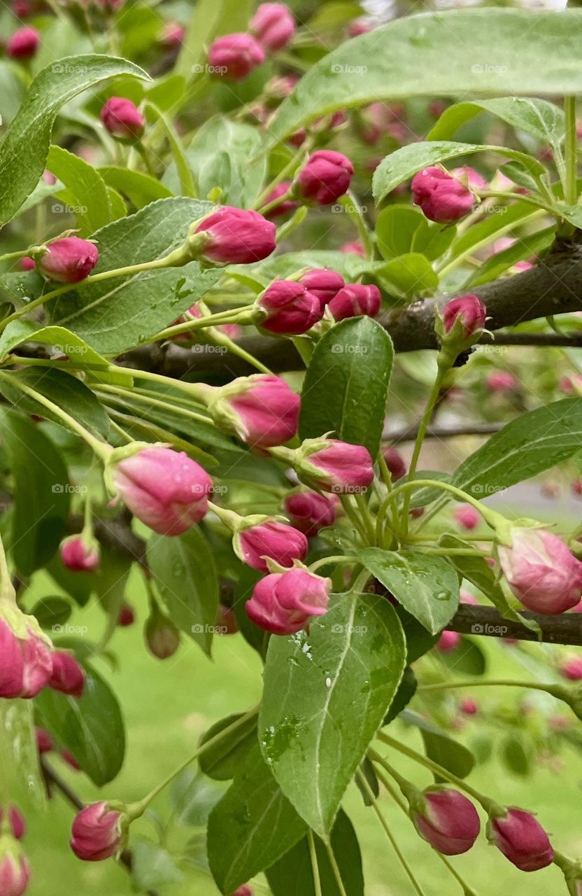 The crab apple tree’s pink buds stand out against its lush green leaves, each leaf still holding delicate droplets from the morning rain, capturing the freshness and quiet beauty of spring.