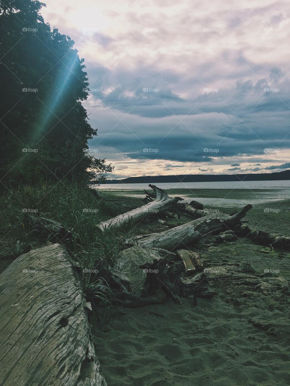 Cloudy view of tree logs on sandy Washington beach 