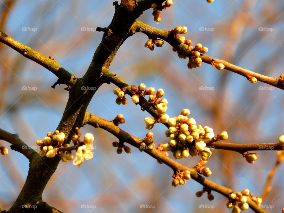 Spring buds