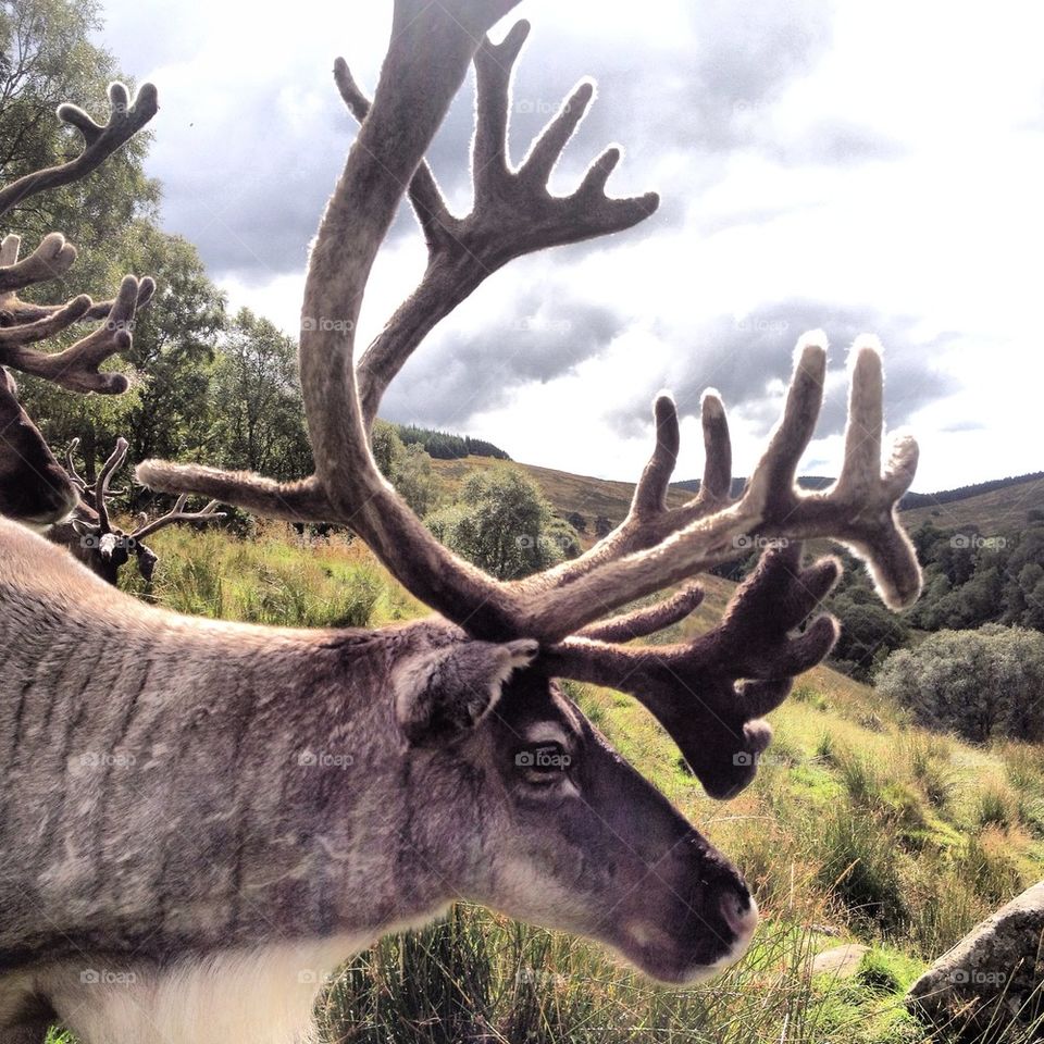 Reindeer, Cairngorms, Scotland