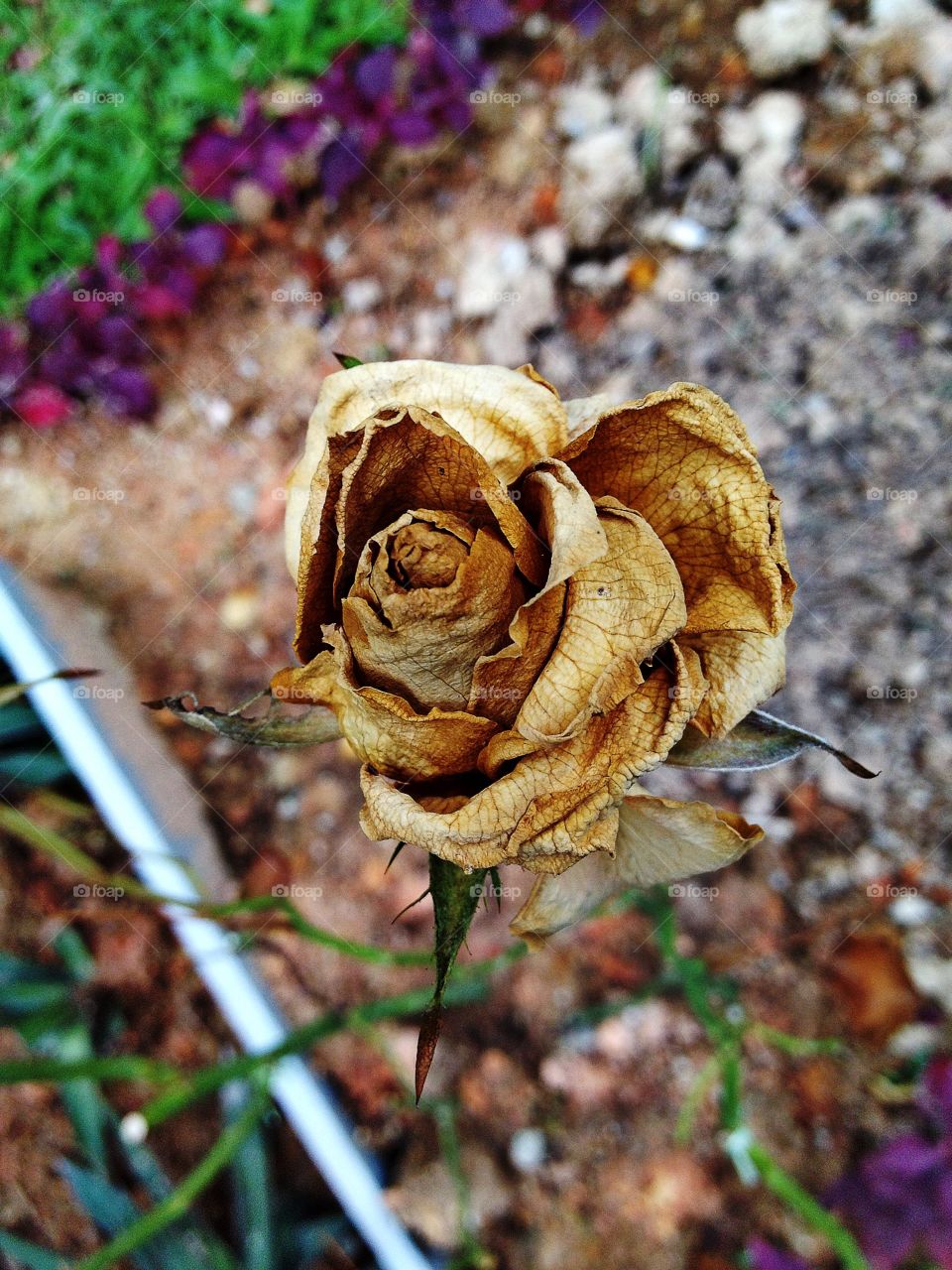 Withered rose . A poetic symbol of love and death