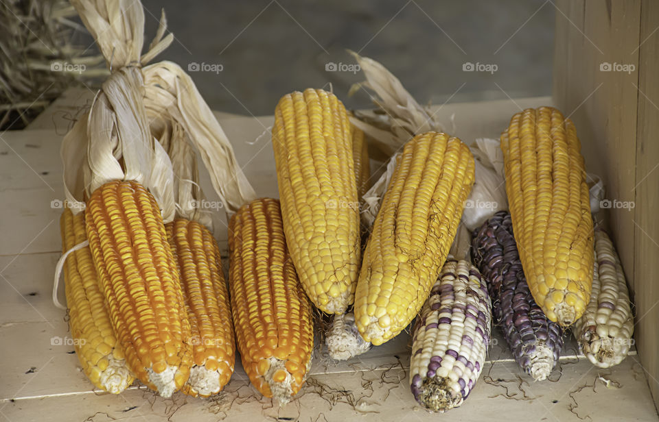 Corn drying on wood for the seeds to cultivate