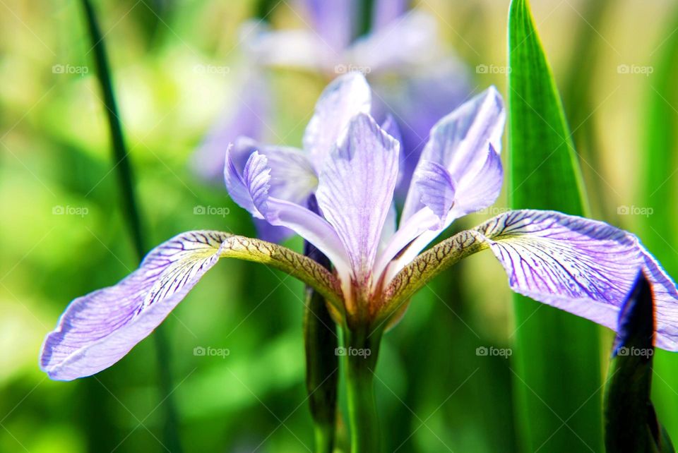 iris flower