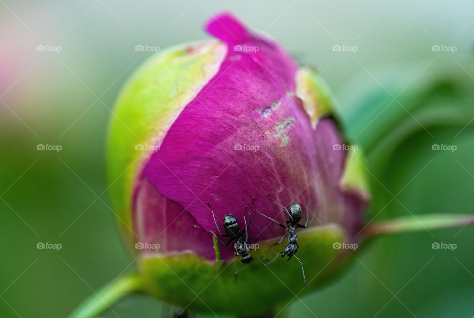 Two ants roaming over a closed rose with a violet and green background. 
