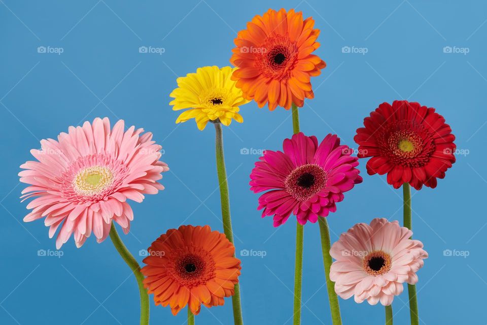 composition of gerberas, very graphic and linear on a light blue background
