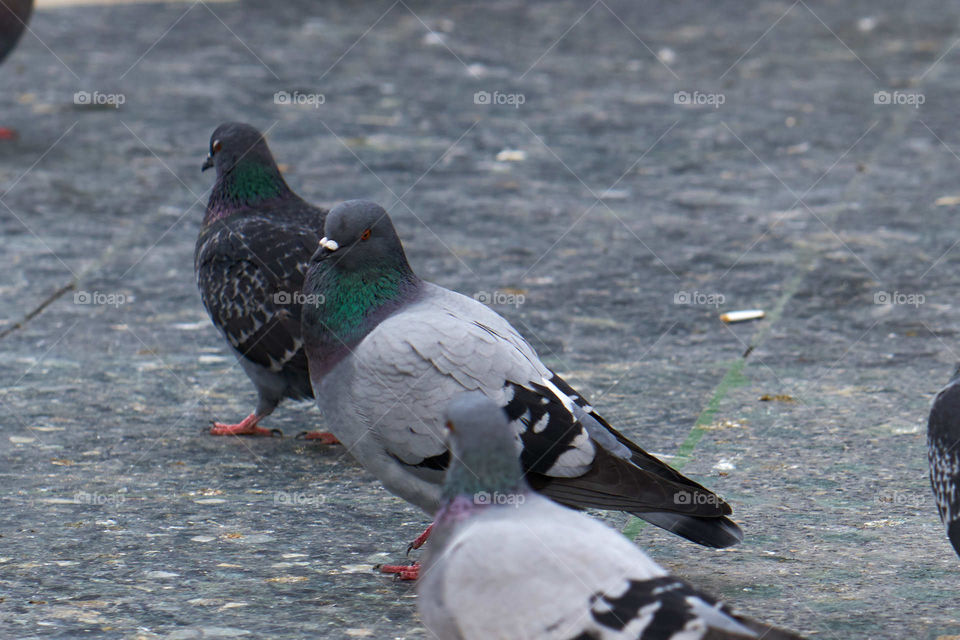 Pigeons