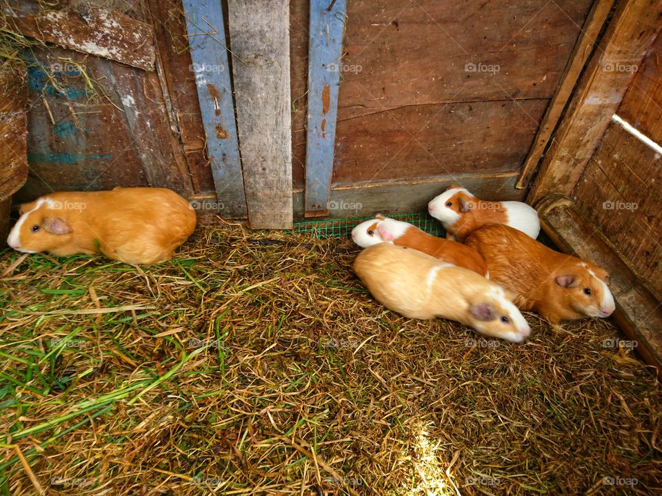 Guinea pig - cuy