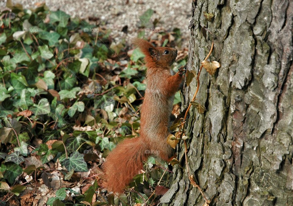 Squirrel on a tree trunk. Little squirrel on a tree trunk