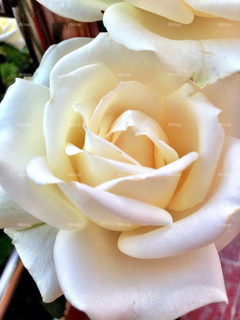 White beautiful rose
