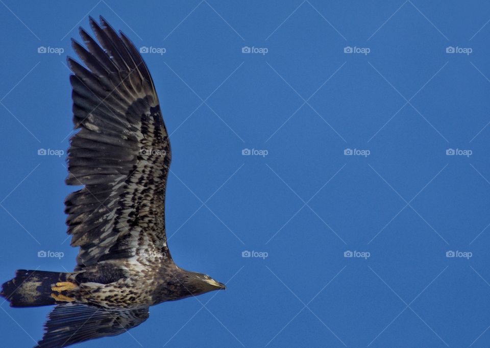 Juvenile eagle in flight