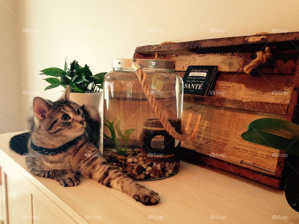 Cat and fishbowl, impossible love

