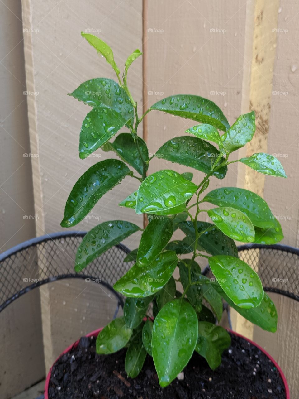 lemon plant
