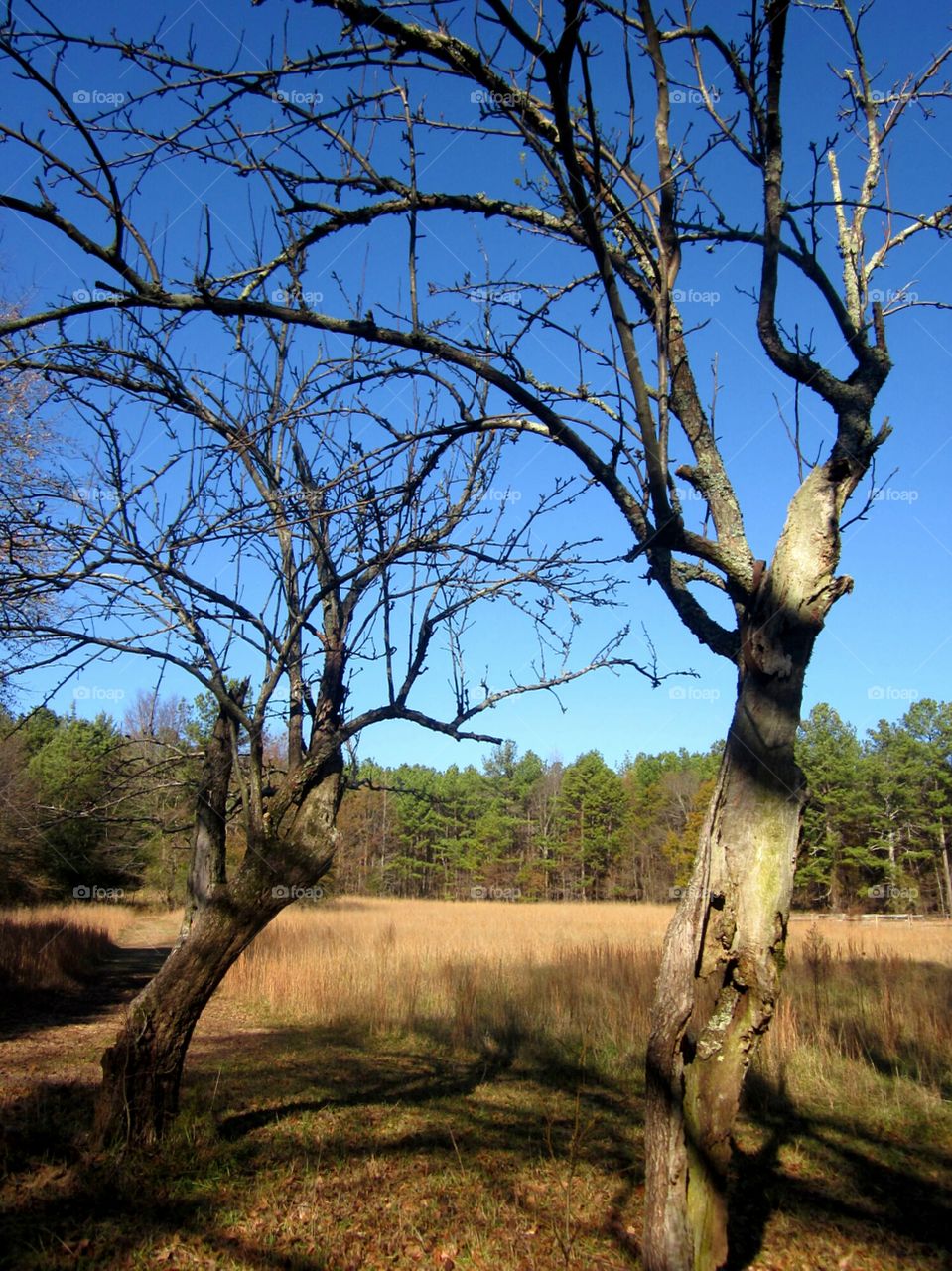 bare trees in a bright landscape