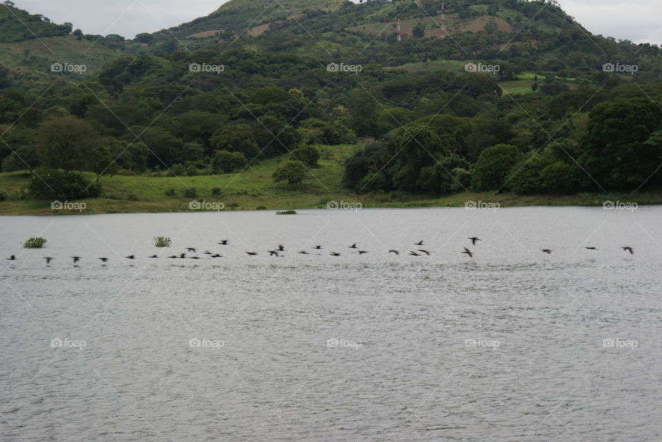 Aves migratorias