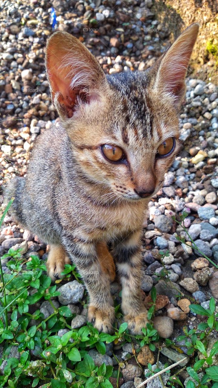 cute cat sitting between small stones