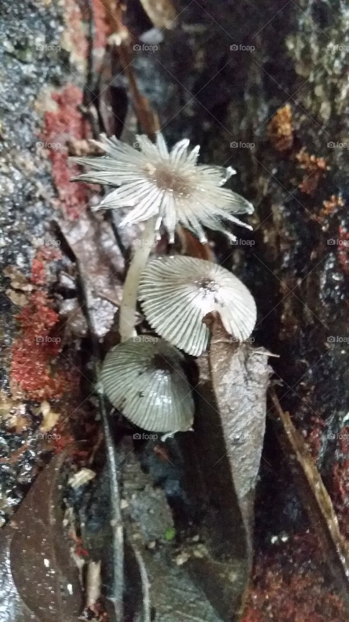 Fungus