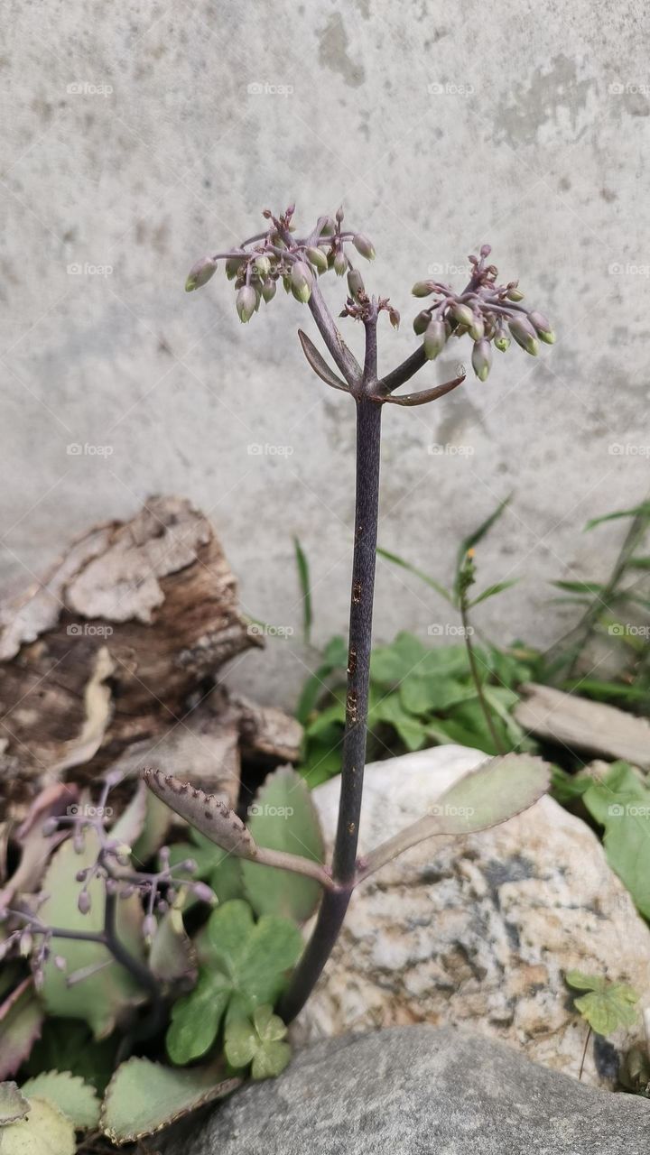 green plant in the garden