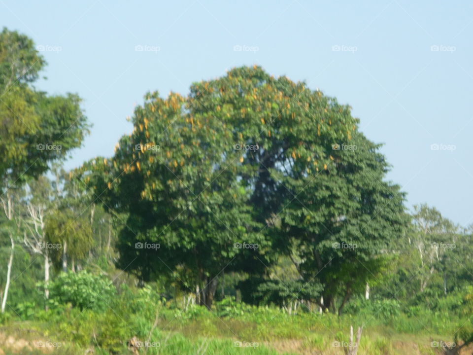 árvores no rio Amazonas
