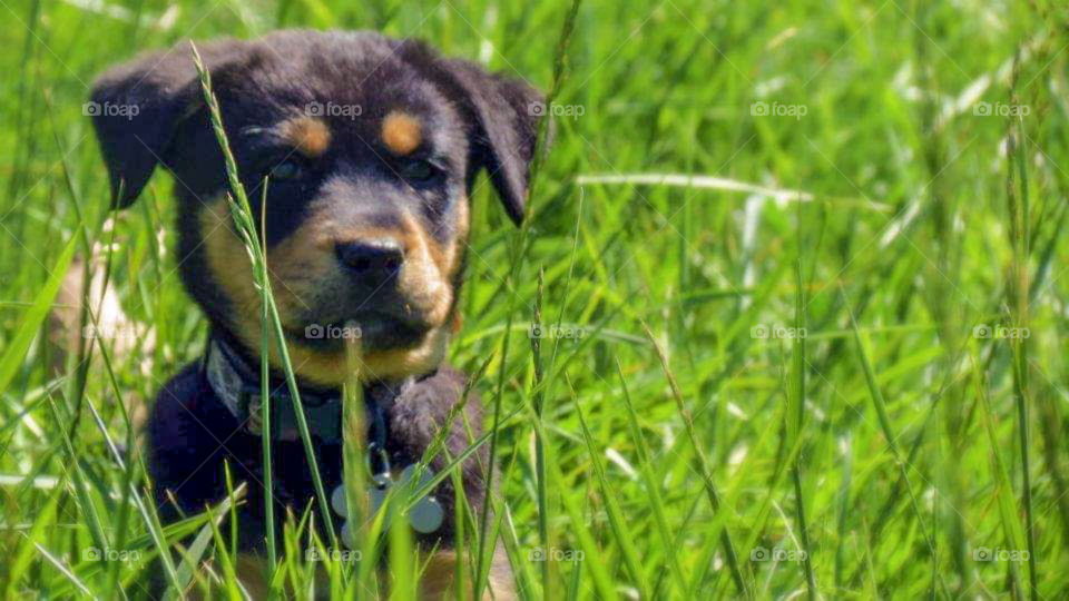 young puppy sits nicely in a field of grass.
