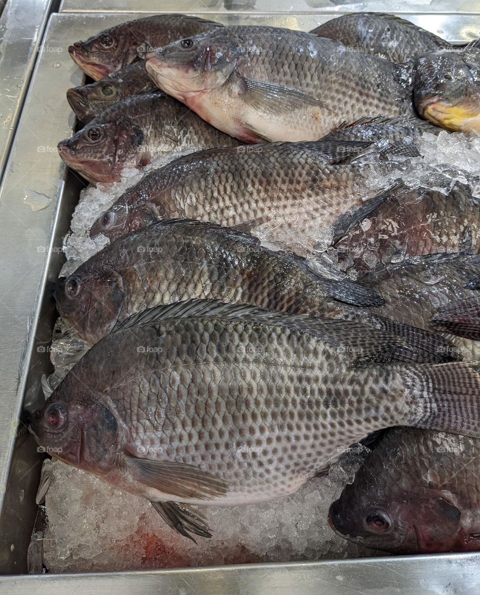 Tilapia fish