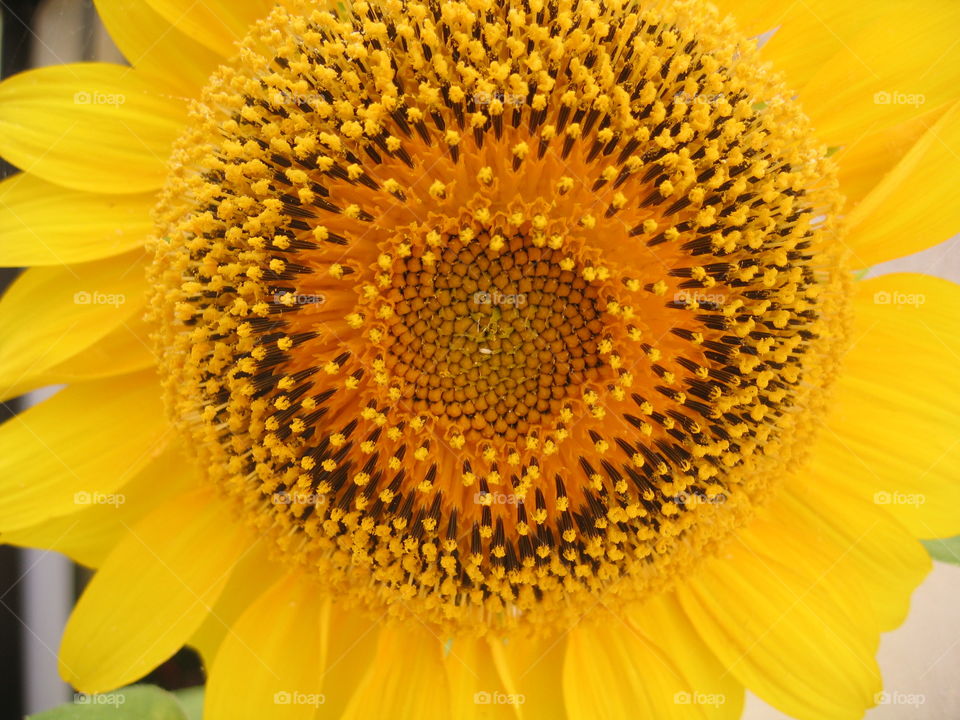 Sunflower closeup