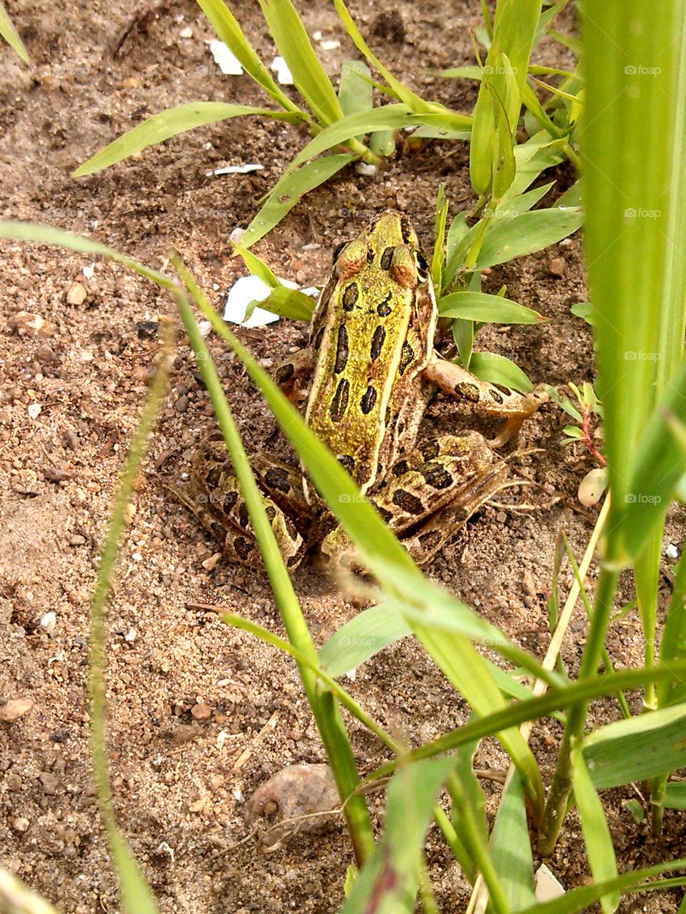 Frog in my garden. This guy visited my garden