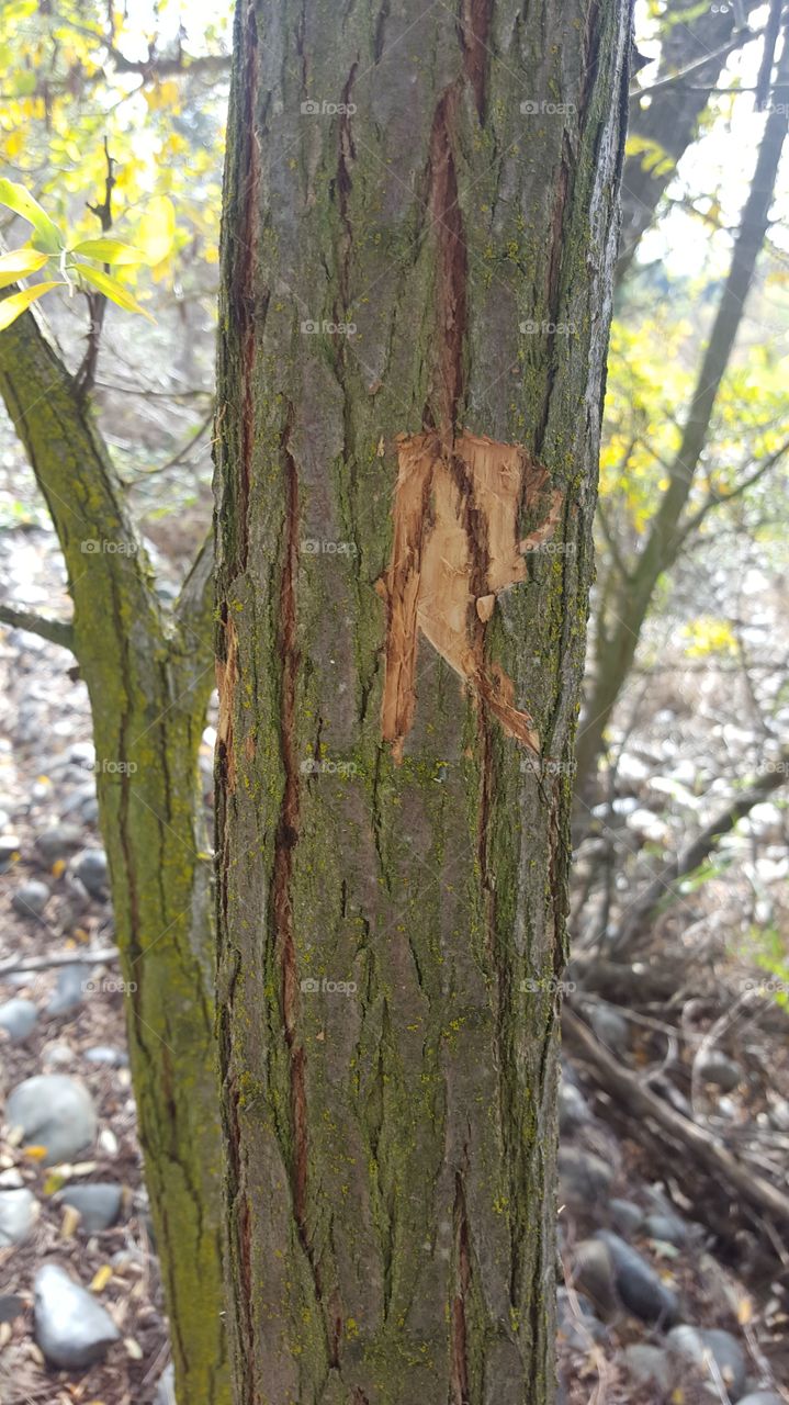 carved my initial on the tree