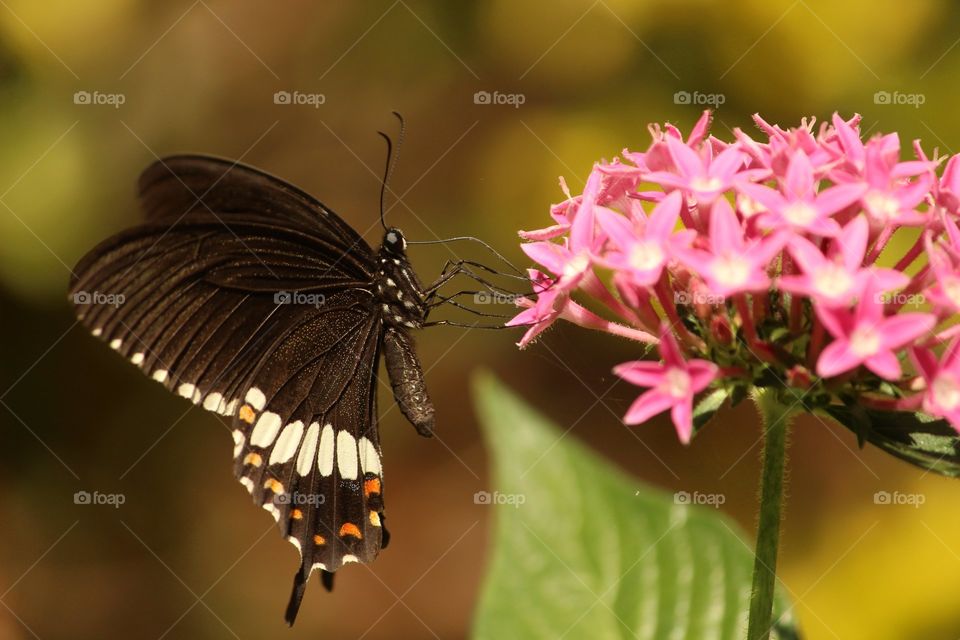 Butterfly perched on pink flower