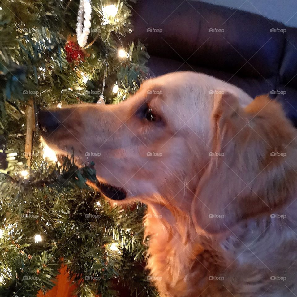 Dog VS Christmas tree