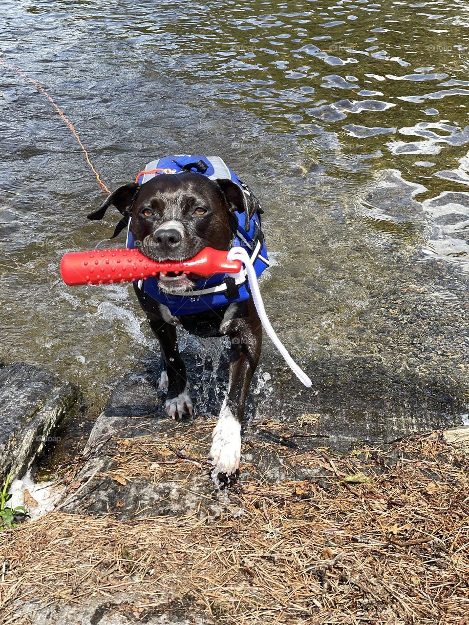 Happy dog carrying it’s toy coming out of the lake water 