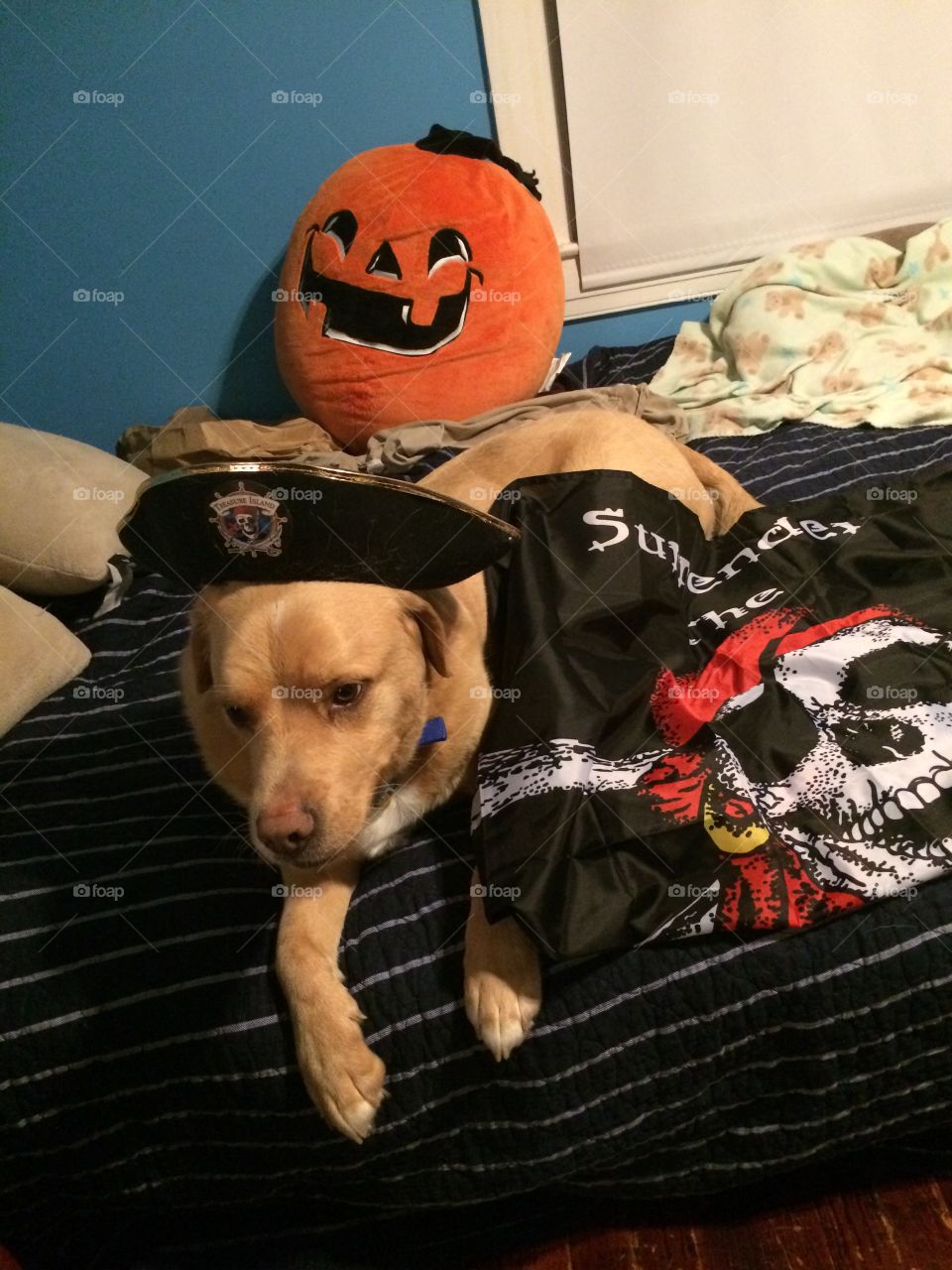 Halloween pirate puppy 