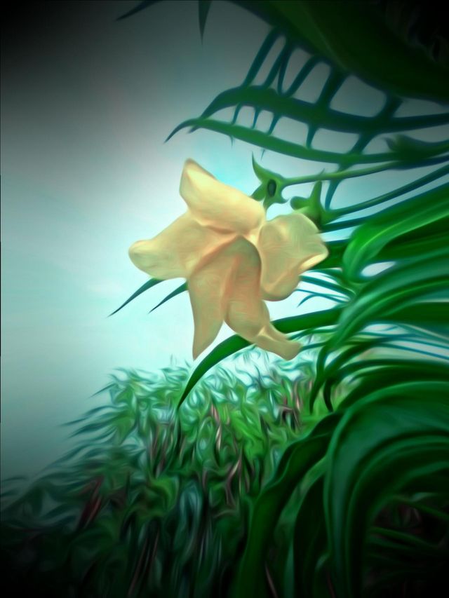 Mexican Oleander