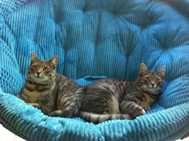 Kitten twins 