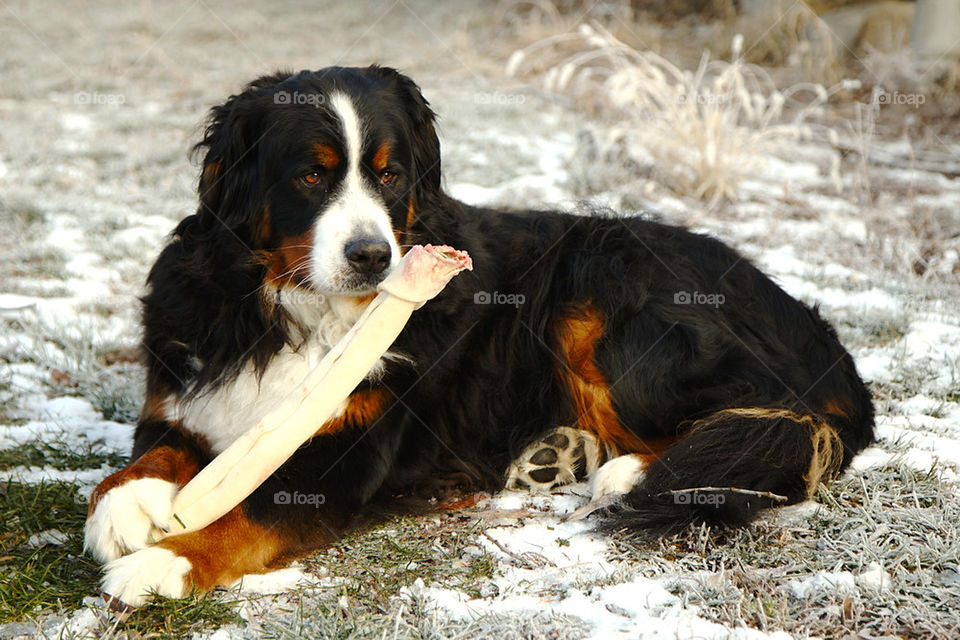 Bernese And His Bone