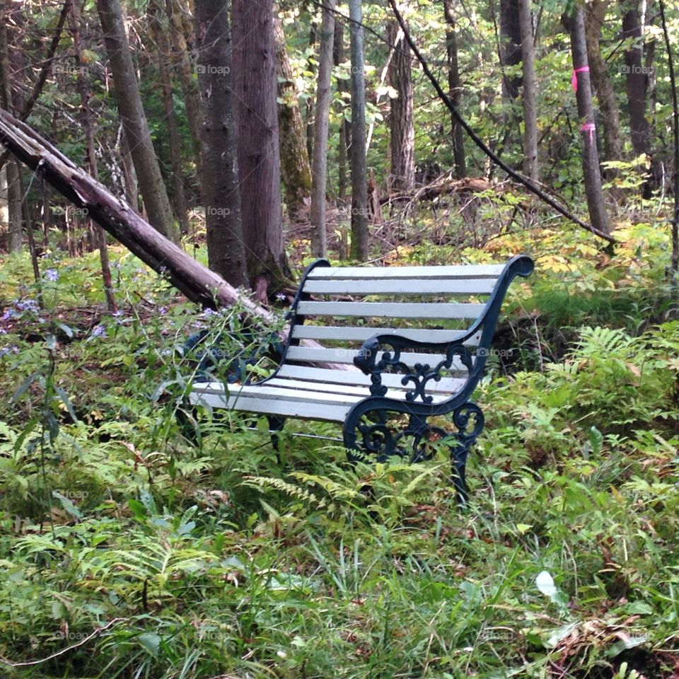 Bench in forest 