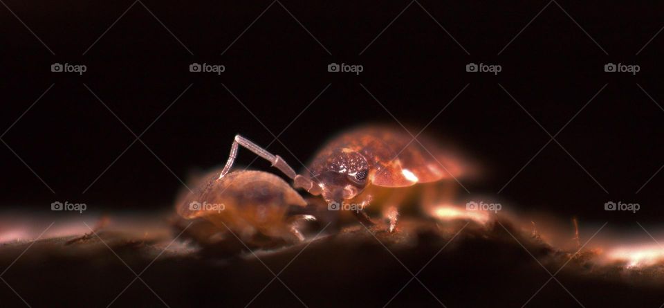 A woodlouse,known as Porcellio scaber an insect that feeds on decayed wood.