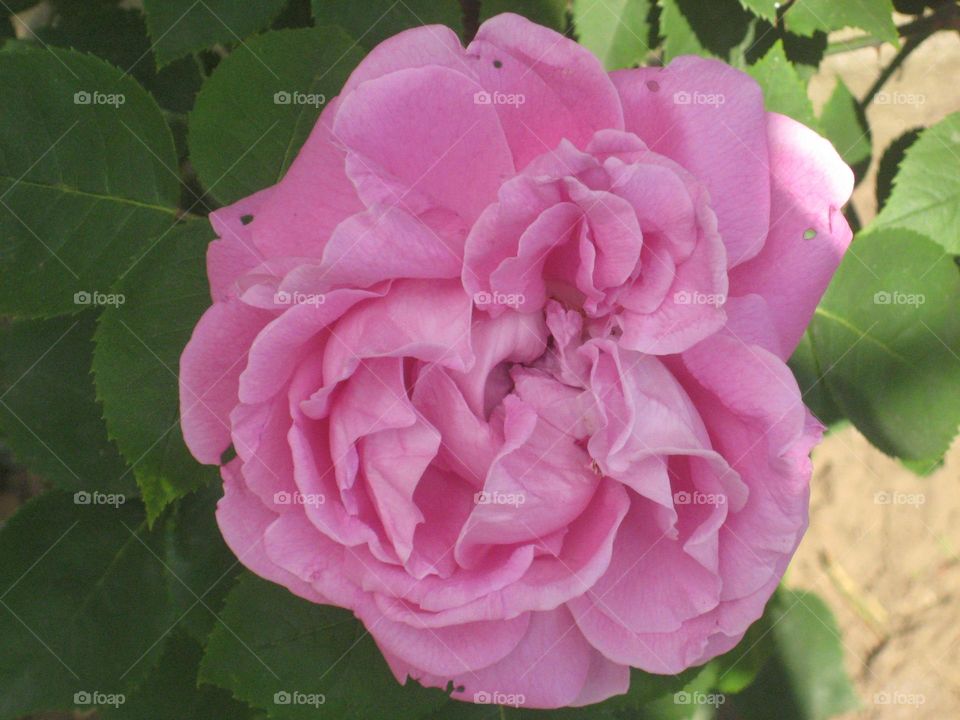 Pink rose flower