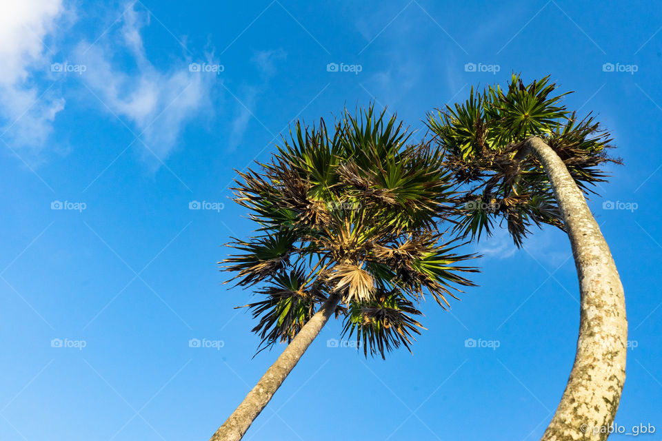 Palm trees 🌴 twins