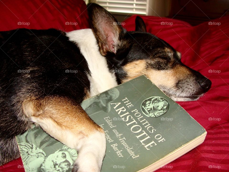 Intellectual dog