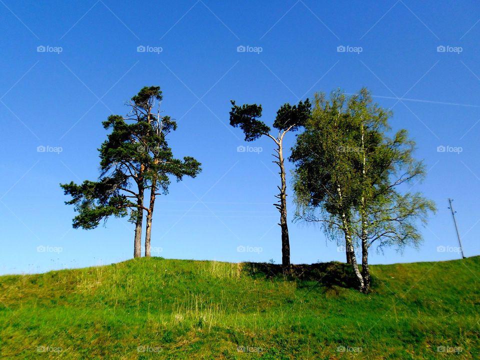 Tree, Landscape, Nature, Grass, Wood