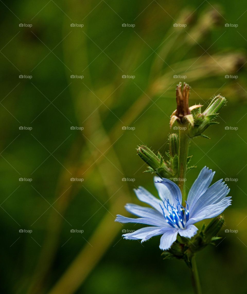 Spring Flower.