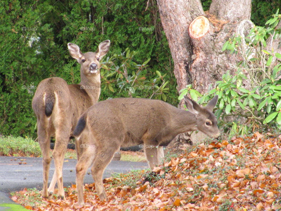 Deer. Seen early on a Saturday morning in Beaverton, Oregon. 