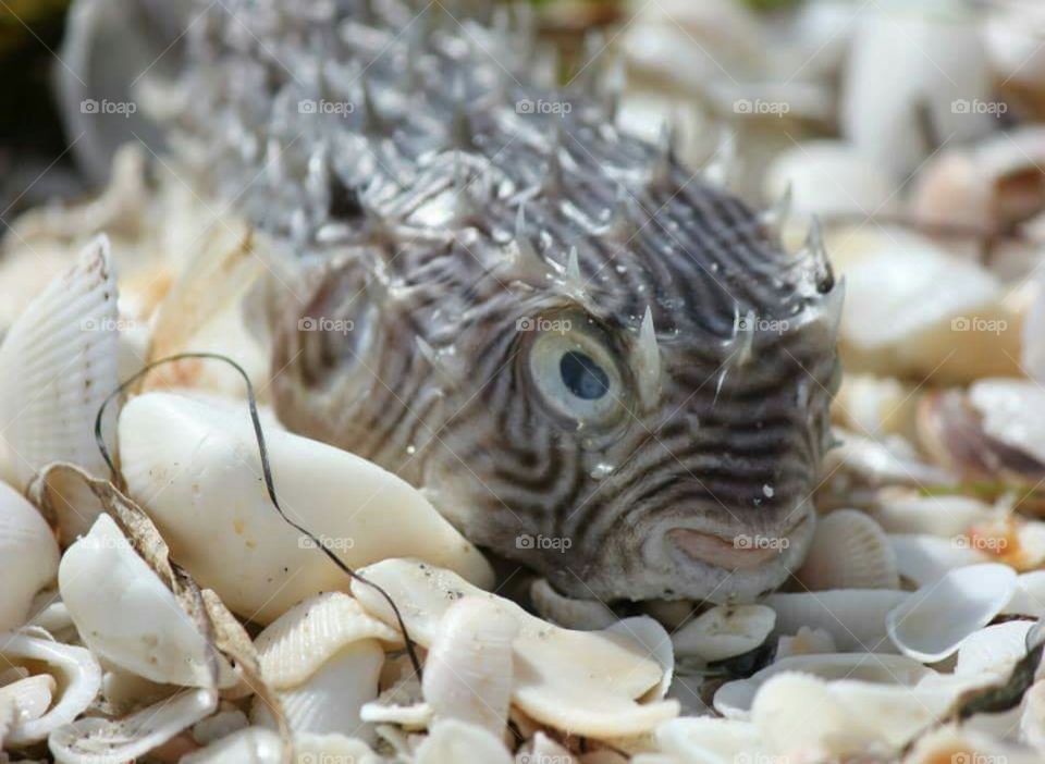 Puffer Fish On Beach