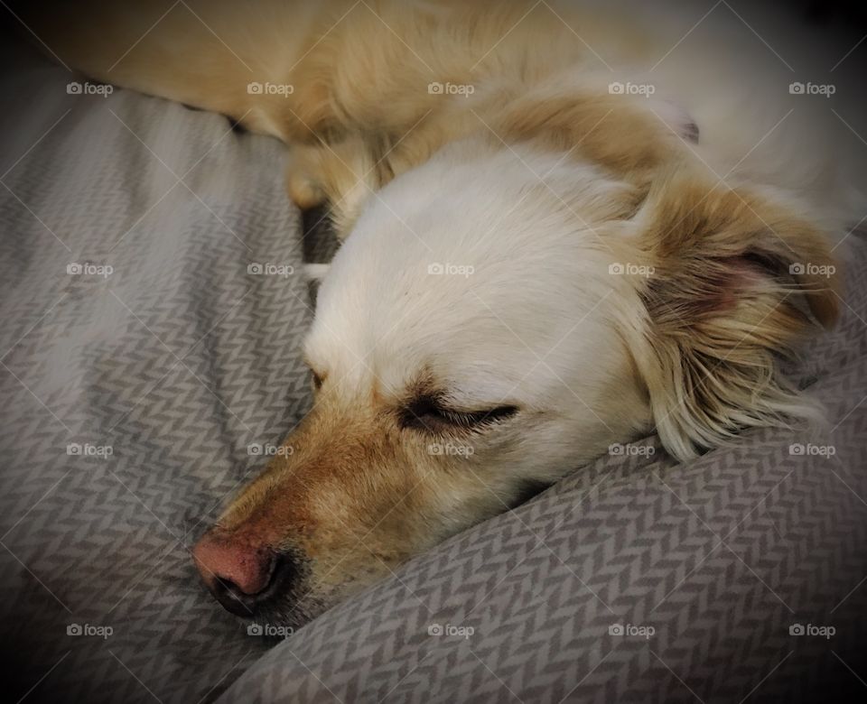 White dog sleeping on bed