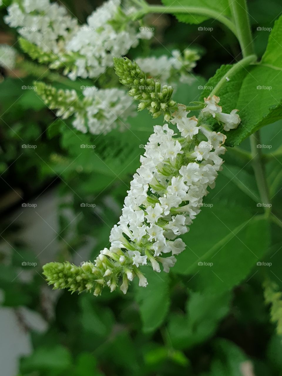 beautiful flowers in my garden