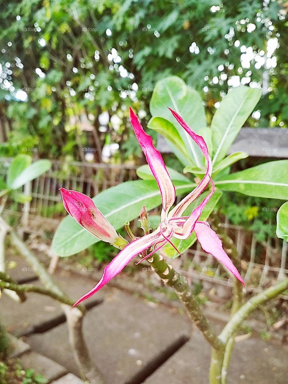 Pink flowers