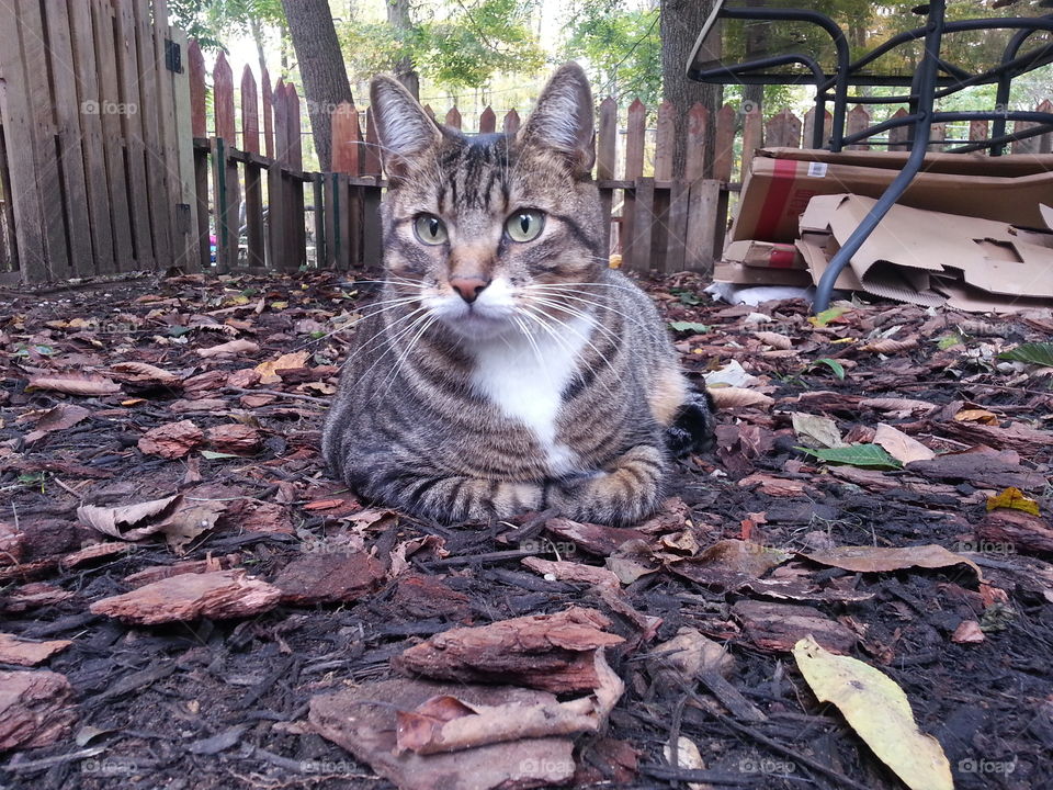 Cat outside on woodchips