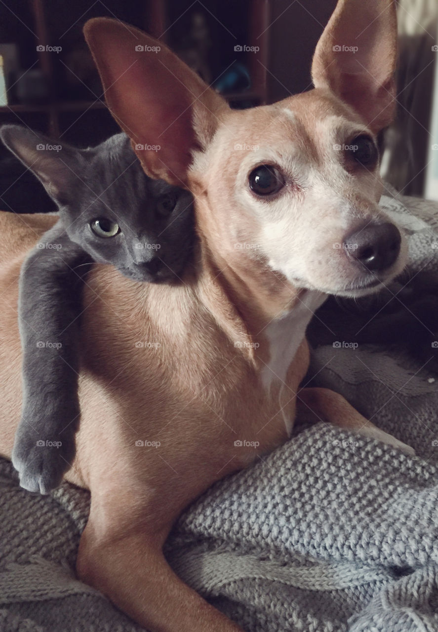 A pup and her kitten? More like a pup who thinks she's a cat and a kitten who thinks he's a dog. A match made in heaven!