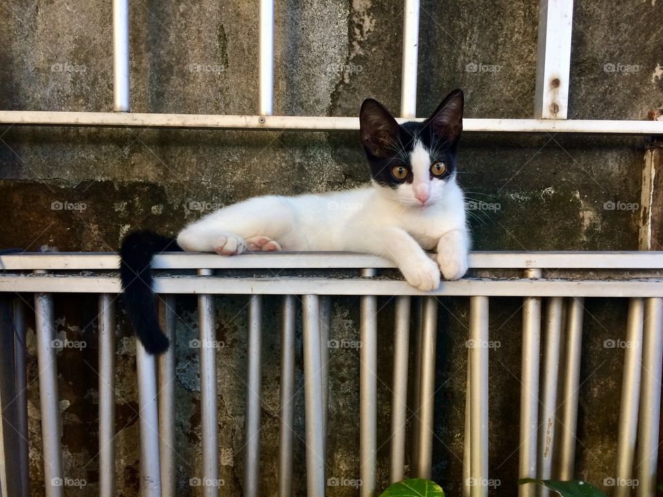 Calm and relaxed cat