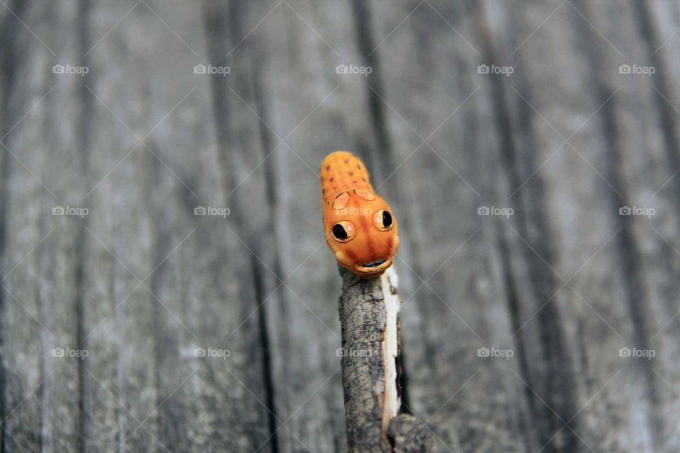 spicebush swallowtail caterpillar